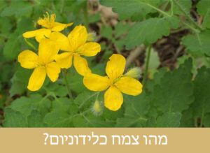 מהו צמח כלידוניום - מה זה אומר?