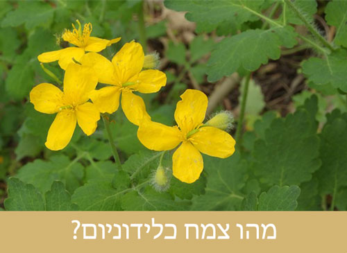מהו צמח כלידוניום - מה זה אומר?